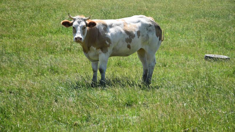 La DNC a été confirmée pour la première fois en France, dans un élevage bovin de Savoie.
