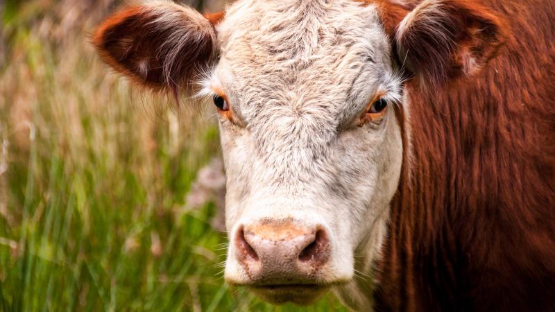 Heureusement, à ce jour, aucun animal provenant de la zone de surveillance actuelle n’est entré dans notre pays.
