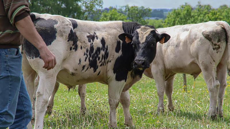 Dans le cadre de ces projets, le Cra-w travaille  en étroite collaboration avec des éleveurs.