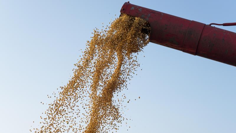 La production mondiale de maïs devrait augmenter, grâce à des conditions favorables au Brésil et à une superficie semée plus importante que prévu en Inde.