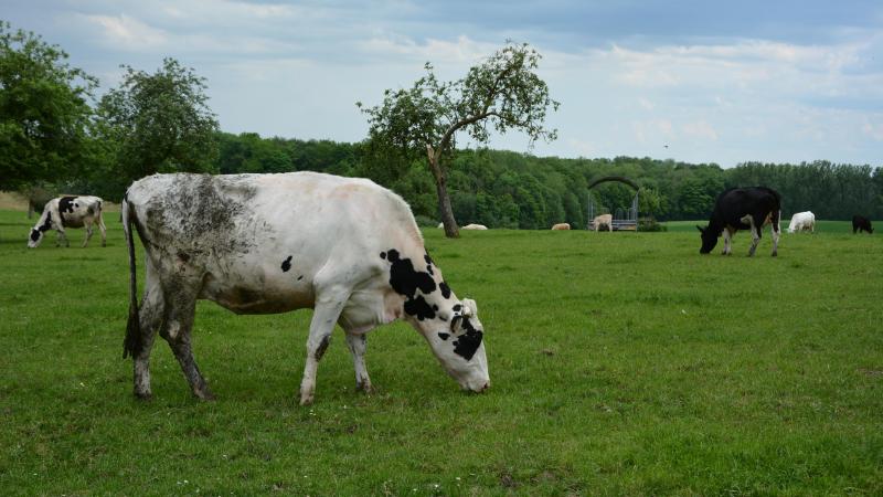 Plus de 4.000 animaux sont exportés chaque année vers des pays chauds.