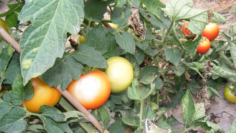 La brûlure causée par le soleil apparaît déjà sur le fruit encore vert. Un pâlissement de celui-ci est visible. Les fruits protégés par des feuilles sont moins atteints.