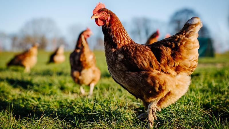 poule brune