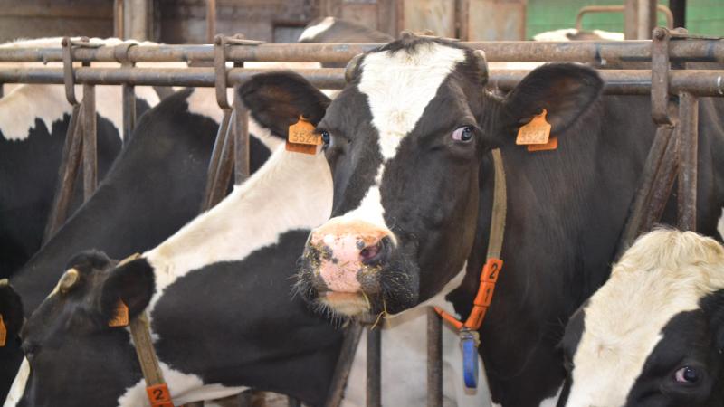 La baisse du cheptel, entamée depuis plusieurs années, s’accélère sous l’effet de maladies animales, de la volatilité des marchés et des secousses géopolitiques.