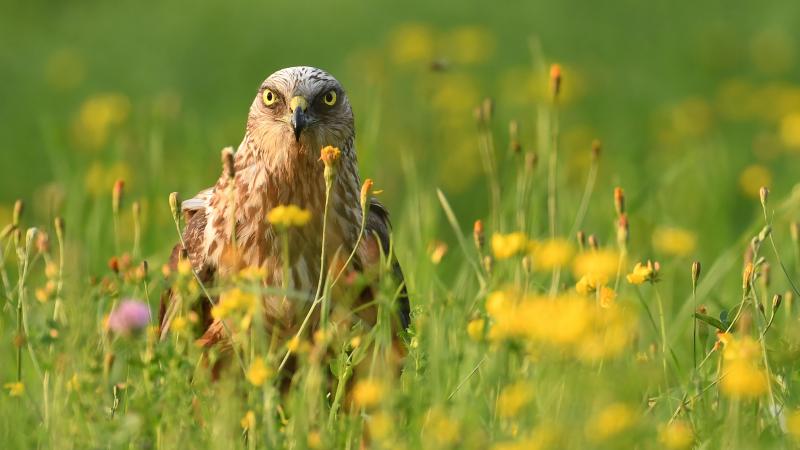 Le busard des roseaux mâle, un oiseau emblématique de nos campagnes.