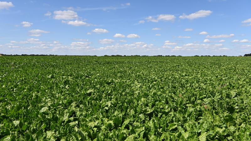 Le nombre de parcelles présentant les premiers symptômes de maladies foliaires augmente, passant de 40 % à 58 %.