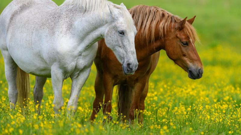 La maladie ne se transmet pas à l’homme. Quant aux chevaux infectés, ils doivent être euthanasiés.