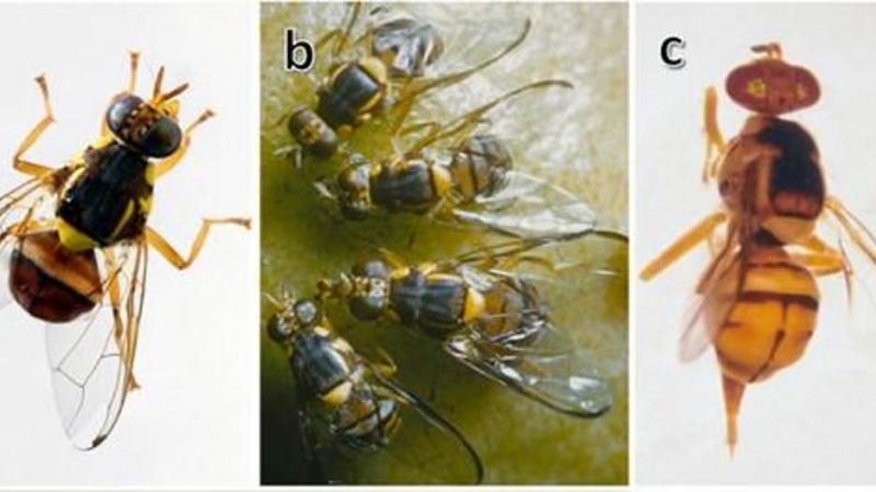Au stade adulte, la mouche orientale des fruits mesure entre 0,8 et 1 cm, soit environ la moitié de la taille d