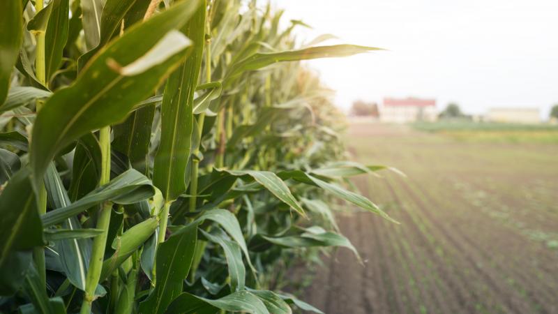 Le maïs grain a affiché un rendement inférieur de 10 % à celui de 2023, mais une production en très légère hausse (plus 2 %) grâce à l