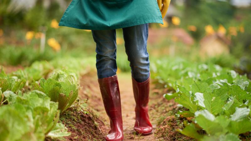 Maladies du sol, ravageurs, et conditions climatiques : les défis ne manquent pas pour les maraîchers.