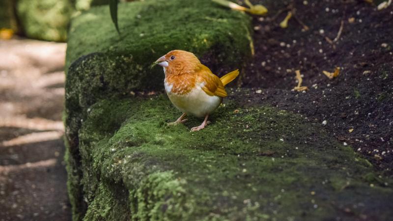 La commission estime à 37 milliards € par an le déficit de financement  pour atteindre les objectifs européens en matière de biodiversité.