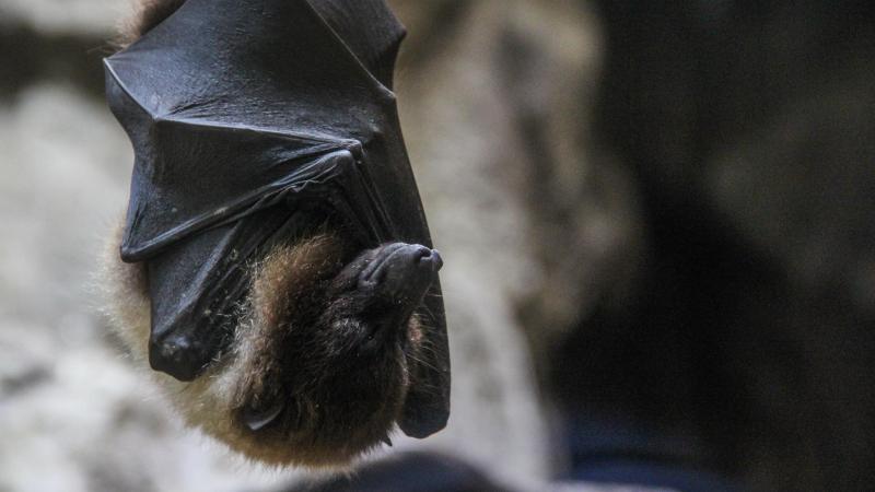 Le rôle crucial de ces animaux dans l’agriculture sera mis en avant.