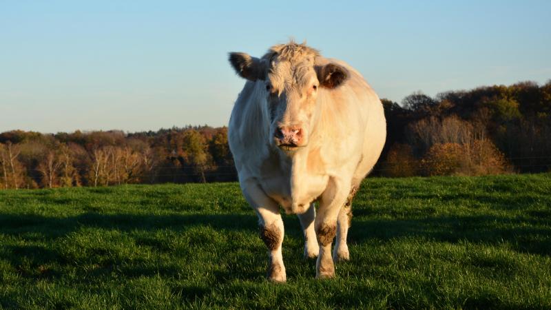 Les effectifs s’affichent une nouvelle fois en baisse du côté des bovins, avec 2,15 millions de têtes recensés en octobre 2024 contre 2,25 un an auparavant.