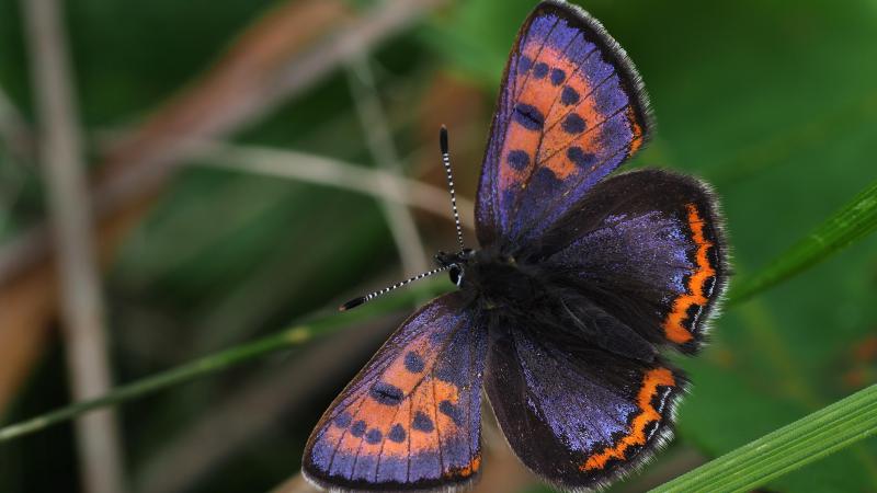 L’habitat idéal du Cuivré de la bistorte (Lycaena helle) combine prairies humides à bistortes, lisières forestières et zones peu exploitées