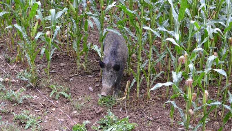Le logiciel aide les experts agronomes à estimer au plus juste le montant  des dégâts de la faune sauvage.