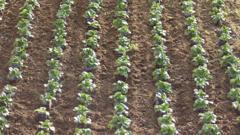 La croissance est rapide. Les arrosages répétés permettent de maintenir de la fraîcheur dans les 15 premiers centimètre de sol sans risquer d