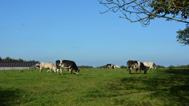 Les prix de la viande atteignent un niveau historique, portés, notamment, par les cours de la viande bovine.