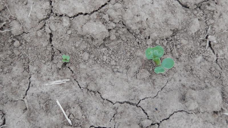 Les plantes levées sont majoritairement au stade cotylédons étalés (BBCH10).