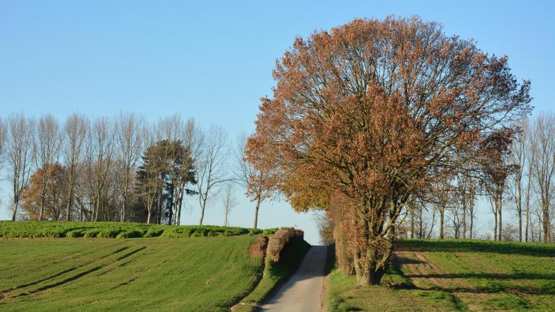 DSC_9951
