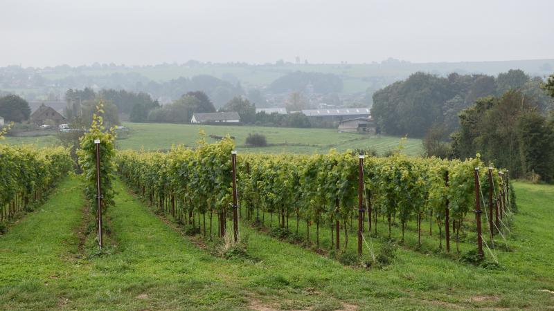Des régions comme la Belgique, le sud de l’Angleterre ou la Pologne apparaissent comme les nouveaux bastions du vin européen.