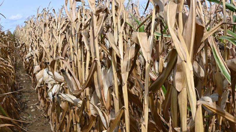 Certaines parcelles dont les grains sont déjà très avancés, peuvent présenter un risque important de verse en cas vents violents.