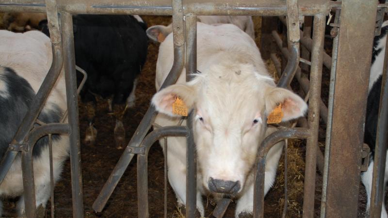 La contamination a surtout des conséquences sur le transport de bovins, ovins et caprins vers d’autres États membres.