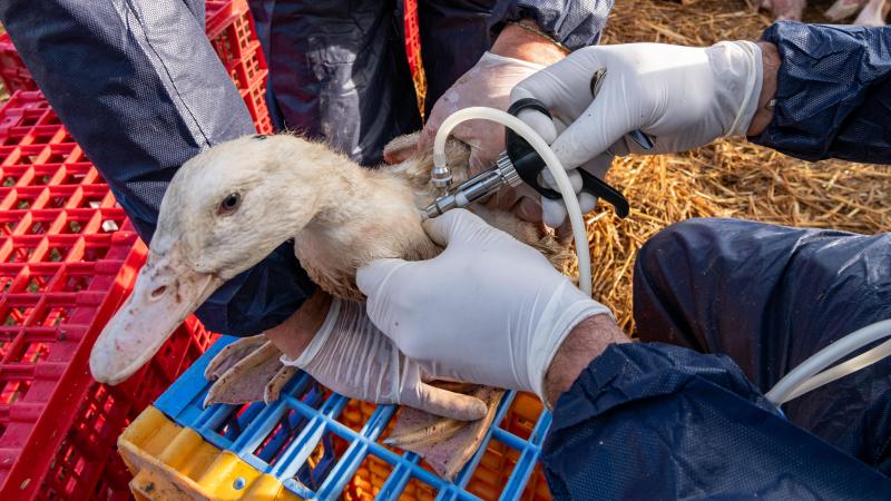 En France, il a  fallu convaincre  du bien-fondé de  la vaccination  pour lutter contre  la grippe aviaire.