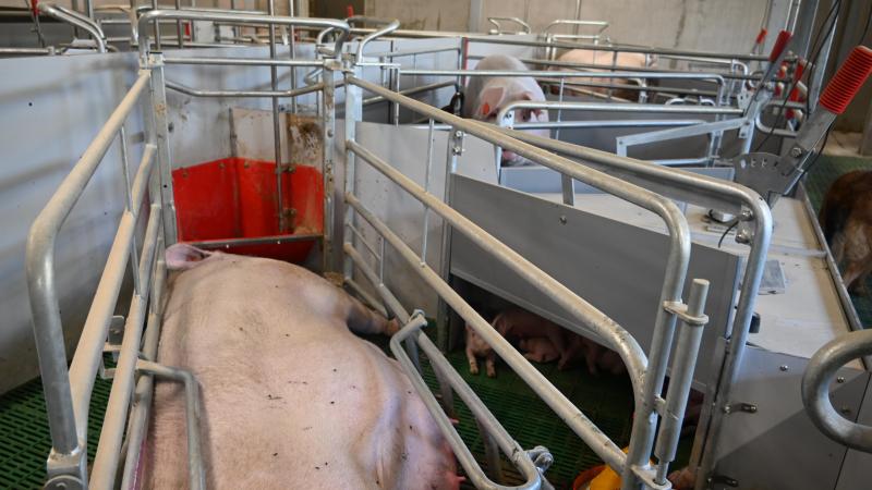 Les cages de maternité peuvent être modulées pour ensuite donner plus de liberté à la truie.