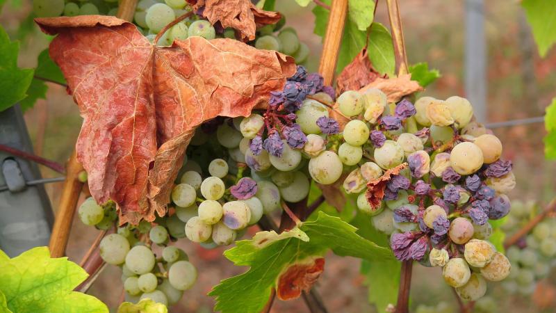 grape-3666727