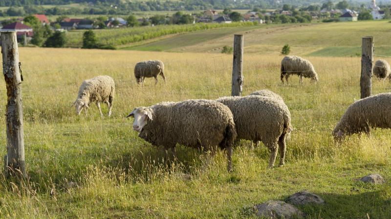 Un réseau d’exploitants engagés dans la réduction de l’usage des pesticides sera mis en place afin de favoriser le partage d’expériences