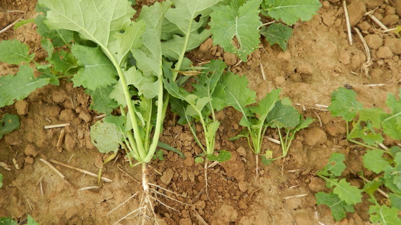 Sur les parcelles irrégulières, différents stades du colza avec développement du feuillage et du pivot racinaire sont observés.