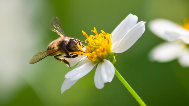 En Belgique, environ 15% des espèces ont déjà disparu depuis le début des mesures, principalement à cause du remembrement agricole après la Seconde Guerre mondiale.