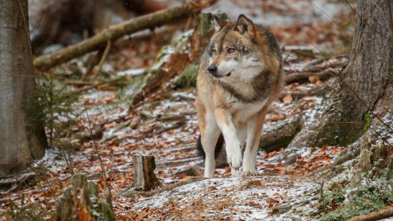 le-loup-eurasien-se-tient-dans-l-habitat-naturel-de-la-foret-bavaroise