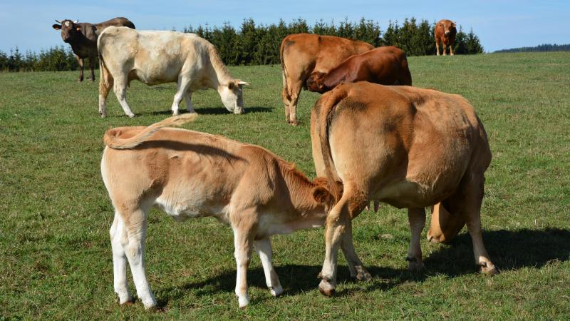 La question de savoir qui doit prendre en charge la promotion des filières bio n’est pas neuve... Et risque de revenir souvent sur la table!