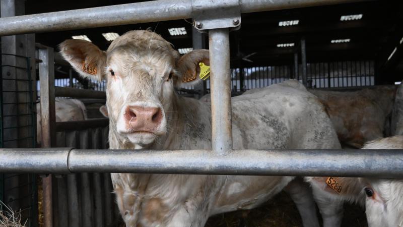 Les animaux destinés à l’abattoir restent ici 5 h, et ceux à la vente nationale et internationale 2 jours et demi.