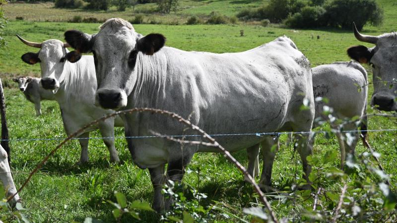 Le troupeau se compose de 60 mères et de 3 taureaux. La viande y est écoulée au magasin à la ferme et sur les marchés.