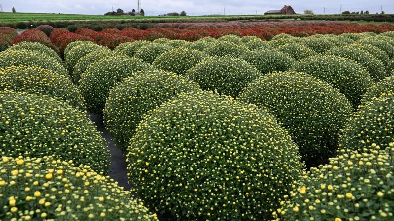 L’entièreté du mois d’octobre et la moitié du mois de novembre sont dédiés aux chrysanthèmes, qui fleurissent durant six ou sept semaines.
