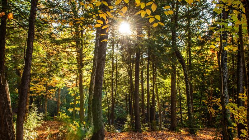 Les forêts jouent moins bien leur fonction de puits de carbone, à cause du réchauffement climatique.