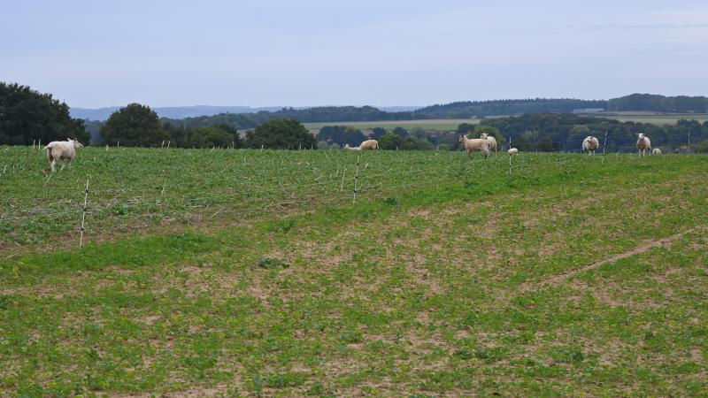 Les fils, bientôt de l’histoire ancienne avec la clôture virtuelle ? En tout cas, cette technologie s’avère prometteuse selon le Crédit agricole.