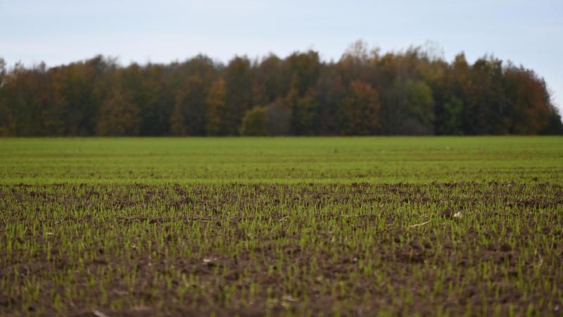 Avec le retour de quelques jours de météo plus favorable, l’activité des pucerons latents pourrait toutefois reprendre. Surveillez vos jeunes emblavures de froment.