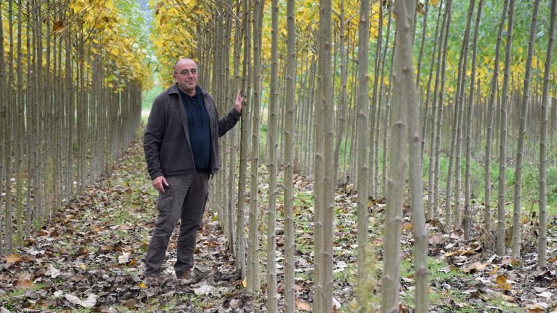 « C’est un bois clair, léger, facile à travailler », dit, du peuplier, Benoît Demarbaix.