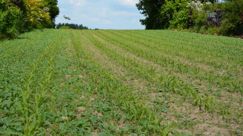 Les projets déposés en 2024 ciblaient principalement la lutte contre les adventices.