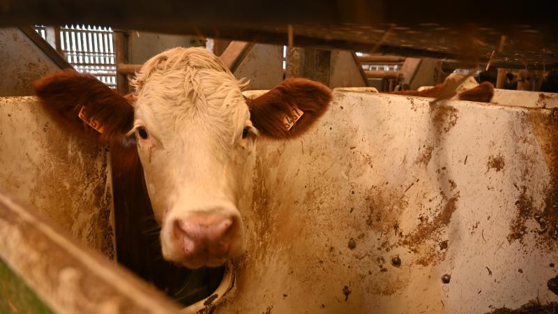 Le Cirbeef, dans le Morbihan, mène des expérimentations consacrées à la valorisation de la viande issue du troupeau laitier.