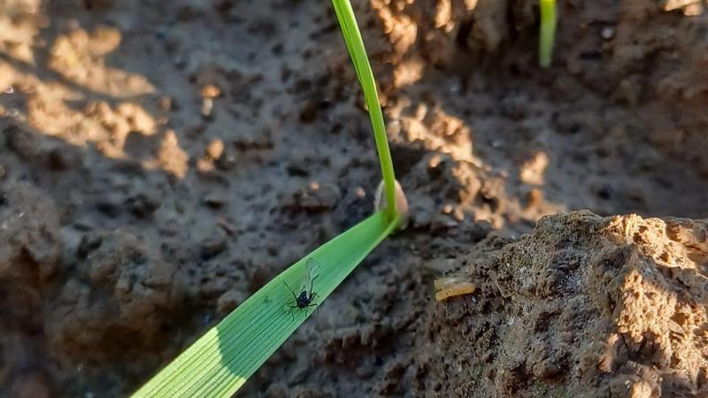 À ce stade de la saison, il est important de rappeler qu’au vu de la faible rémanence des insecticides, rien ne sert de traiter trop tôt.