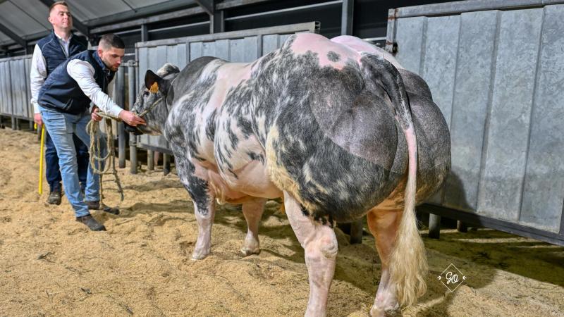 Bolivar de la Langherode (p. Cachemire).