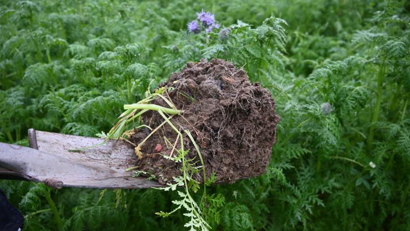 Réduction du travail du sol, non-labour et augmentation de la teneur en matière organique sont les leviers les plus efficaces pour améliorer la structure et maintenir la fertilité physique, chimique et biologique des sols.
