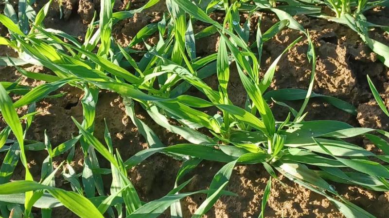 Les conditions météorologiques prévues pour les prochains jours devraient empêcher le développement des populations de pucerons dans les cultures.