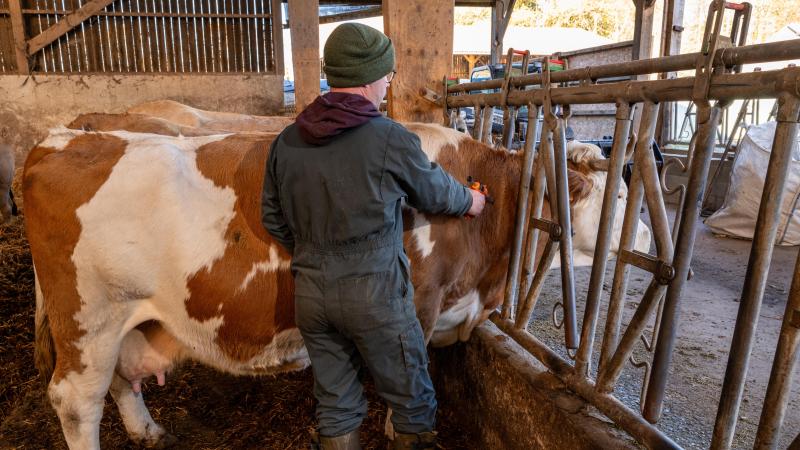L’année prochaine, il n’est pas prévu d’avoir une campagne de vaccination obligatoire contre la FCO et la MHE. Néanmoins, les experts conseillent vivement de continuer ces traitements afin de protéger les cheptels.