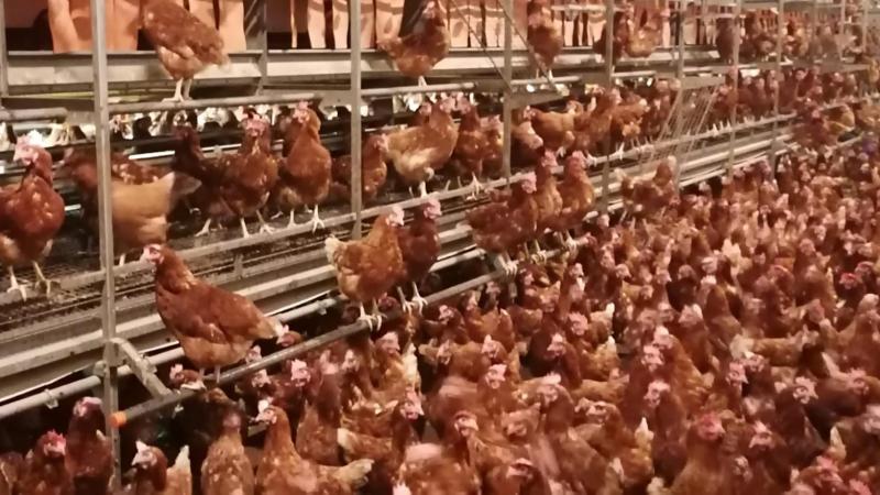 L’éleveur a opté pour un système en étagères et pour des Led blanches et rouges à l’intérieur de son bâtiment.