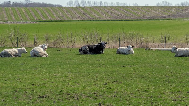 gros-plan-de-vaches-fice-au-repos-dans-un-champ-vert-avec-des-champs-et-des-arbr